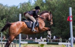 Finding The Perfect Sport Horse