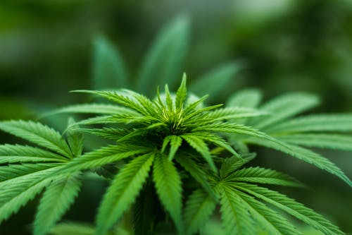 The Surprising Health Benefits of Cannabis Topical Cream