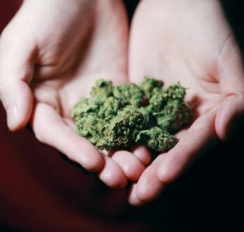 Marijuana Topical Cream: How It Can Save Your Skin