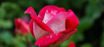 Five Reasons To Try an Online Flower Delivery Service