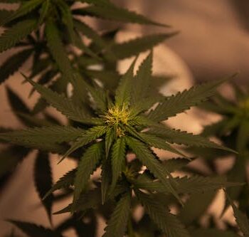 Marijuana: Why Do Cachexia Patients Use It?