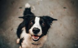 Common Benefits of Canine Agility Training
