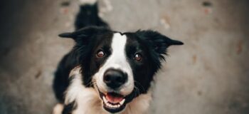 Common Benefits of Canine Agility Training